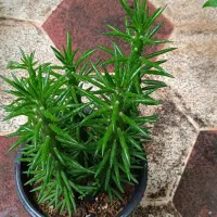 حراج گل|گل و گیاه طبیعی|علی‌آباد کتول, |دیوار