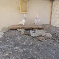 کفتر طوقی کبوتر طوقی فروشی|پرنده|شیراز, شهرک امام حسن|دیوار