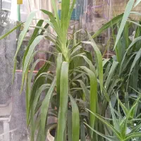 فروش ویژه کاکتوس مناسب هدیه|گل و گیاه طبیعی|شیراز, لاله|دیوار