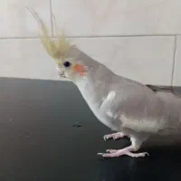 عروس نقره ای ماده اماده
