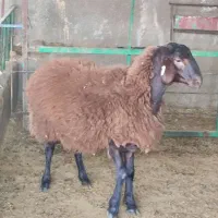 قوچ همو ۸ ماهه|حیوانات مزرعه|تهران, مشیریه|دیوار