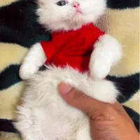 گربه پرشین کت خانگی