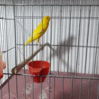 قناری طلایی نر|پرنده|شیراز, شهرک سعدی|دیوار