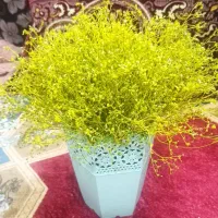 گل طبیعی موجود هست به تعداد. هر گلدان 300 هزار