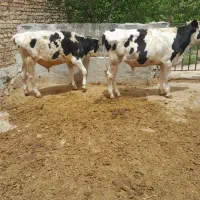 دو عدد گوساله ۳۰۰ کیلویی