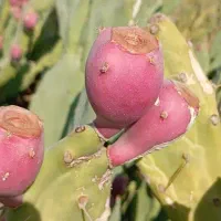 میوه کاکتوس اپونتیا تازهچین و درجهیک|گل و گیاه طبیعی|شیراز, معالیآباد|دیوار