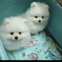 جشنواره ویژه پامر 66روزه بااف و تخفیف50درصدی|سگ|مشهد, اقبال|دیوار