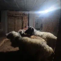 قوچ بختیاری میش رون .وسه راس میش داشتی جوان|حیوانات مزرعه|کامفیروز, |دیوار