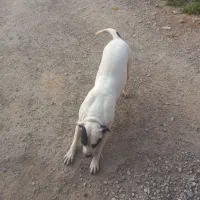 داگوماده|سگ|شوشتر, |دیوار