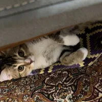 گربه اسکاتیش|گربه|اصفهان, شیخ اشراق|دیوار