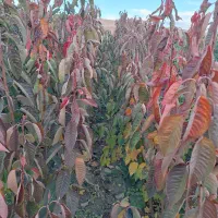 نهال فروشی|خدمات باغبانی و درختکاری|مراغه, |دیوار