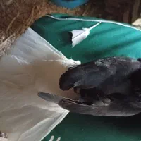 چند عدد کبوتر دم سفید