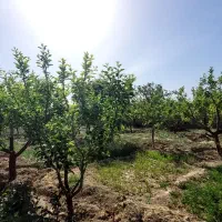 ۱۰۰۰متر باغ در آبسرد پزشکان (خ خلیج فارس)