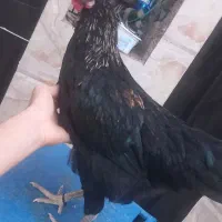 خروس سیاه