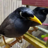 مینا سخنگو باهوش 20 کلمه ای