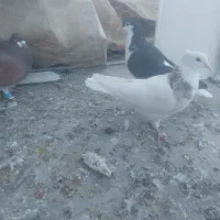 ۷ الی ۸تا رنگی غلط