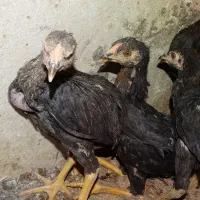 جوجه لاری|حیوانات مزرعه|کرمانشاه, |دیوار