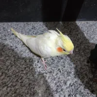 عروس هلندی تازه دون خور|پرنده|آمل, |دیوار