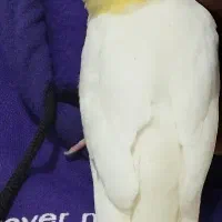 عروس هلندی گمشده