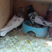 کله ای ،شامی گوک ،کبوتر|پرنده|بم, |دیوار