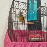 سهره قناری خاکی رام رام