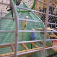 مرغ عشق|پرنده|تهران, شهید اسدی|دیوار