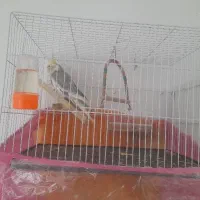 دو عدد عروس هلندی باقفس