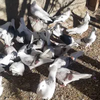 یه کله کفتر