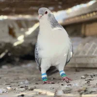 ساده پولکی|پرنده|بردسکن, |دیوار