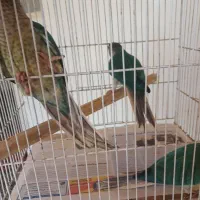 سه عدد طوطی گرینچیک  تراکوئیس یلوساید دون خور