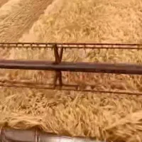 ۶تن گندم ابی سالار رقم مادربوجاری شده۲۶۰۰۰|خدمات باغبانی و درختکاری|زنجانرود, |دیوار