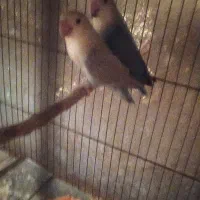 جفت کوتوله برزیلی با چهار تا جوجه