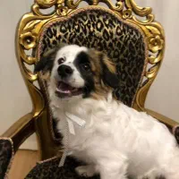 سگ نژاد eshpitz pamer