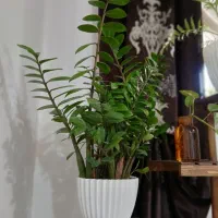 زامفولیا ۱ساله ریشه پر و سرحال و باکیفیت|گل و گیاه طبیعی|قائم‌شهر, |دیوار