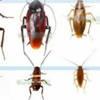 سمپاشی تضمینی ساس سوسک در شهرری تهران و حومه