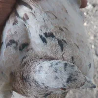 کفتر  گمشده