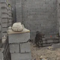 استا کار بناهستم صفر کار پی تا بام