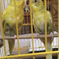 مرغ عشق سخنگو هلندی اسپانگل|پرنده|شهریار, |دیوار