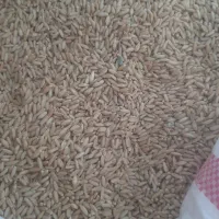 حدود ۲تون گندم دیم درجه یک