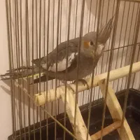 عروس هلندی سیامون