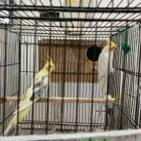 ۳ جفت عروس هلندی به همراه ۳ عدد جوجه|پرنده|طبس, |دیوار