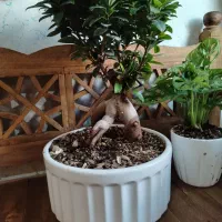 بنسای فیکوس رتوزا بزرگ