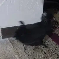 مرغ تزئینی لهستانی