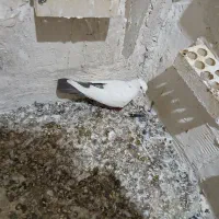 ماده دمی شکارغروب