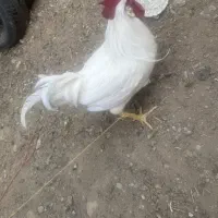 خروس