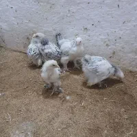 فروش یکجا پنج برهما لایت در بندرانزلی