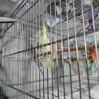 عروس هلندی خانگی|پرنده|بندر انزلی, زنبق|دیوار