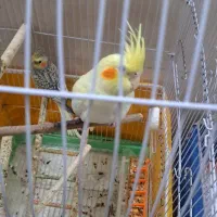 دو عدد عروس هلندی حدودا ۴ ماهه