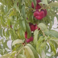 فروش باغشهری سیاخ دارنگون|فروش زمین و ملک کلنگی|شیراز, شهرک امیر کبیر|دیوار