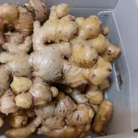 فروش زنجبیل هندی تازه